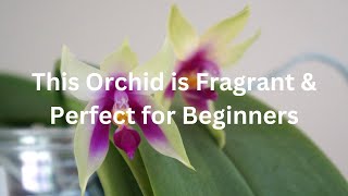 Perfect for Beginners Check Out My EasytoGrow Phalaenopsis bellina var wild  Orchid Care Tips [upl. by Cindy]