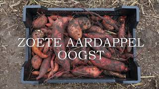 Zoete aardappel oogst [upl. by Siahc403]