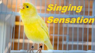 How to make your canary sing [upl. by Mundford622]