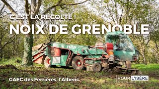 Noix de Grenoble cest la récolte au GAEC des Ferrières [upl. by Atkins]