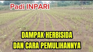 DAMPAK HERBISIDA DAN CARA PEMULIHANNYA [upl. by Llekcor]