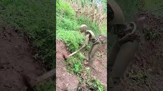 robot amazing agriculture work agriculturerobotrobotworkchinaviralshorts shortsshortvideo [upl. by Annaili]