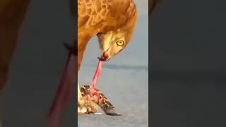 Natures Battle Eagle vs Snake wildlife nature [upl. by Israeli]