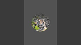 PILIBHIT WILD amp HOME Animal 98 is live [upl. by Frans]