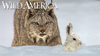 Wild America  S9 E4 North Woods Lynx  Full Episode HD [upl. by Roger971]