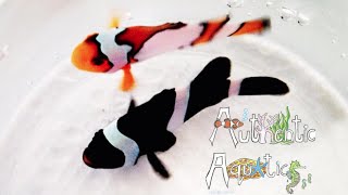 How to Keep Clownfish [upl. by Diraf]