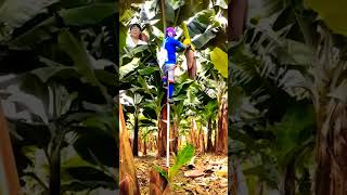 banana plantation agriculture [upl. by Nnyleimaj]