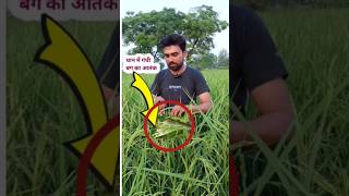 गंधी बग कीटshortsviral paddy agriculture agriculturefarming [upl. by Hamlin]