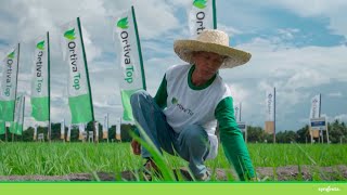 Ano ang hamon sa Ortiva Top sa Ani Challenge  Syngenta PH [upl. by Dannye]