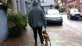 Hundetraining peppi aus berlin [upl. by Ressan]