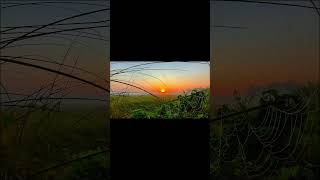 Sun kiss 🌞🌿🌾🦋youtubeshorts trendingshorts shortvideo Short [upl. by Maillw259]