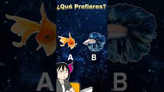 ¿Que prefieres 👀❓ Pez dorado ó Pez betta shorts fyp tiktok [upl. by Retse]