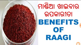 ମାଣ୍ଡିଆ ଖାଇବାର ଉପକାରୀତାODIAODIA HEALTH TIPS ON RAGIODIA HEALTH BENEFITS ON RAGI VARKHA MOHAPATRA [upl. by Zoara]