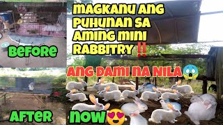 RABBIT FARMING PHILIPPINES  MAGKANU ANG PUHUNAN SA RABBIT FARMING [upl. by Trimble]