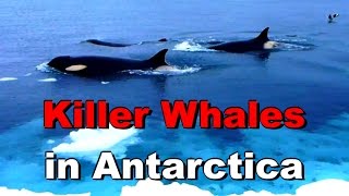 Killer Whales orcas on the Ice Edge of McMurdo Sound Antarctica [upl. by Jarin260]