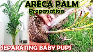 ARECA PALM PROPAGATION  HOW TO PROPAGATE ARECA PALM PUPS  Sprouting Seeds [upl. by Akselaw]