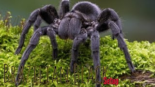 Grammostola Pulchras sling setup beast fyp youtuber [upl. by Ellatsirhc]