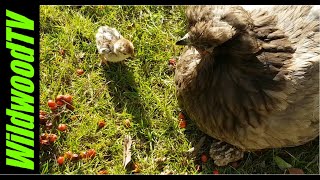 🐤 Can a bantam hen rear partridge frenchpartridge chicks cheepers [upl. by Tada]