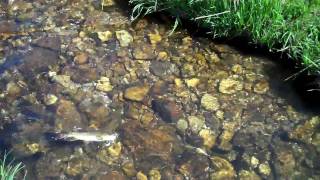 Fly Fishing the Valles Caldera in New Mexico June 2010 [upl. by Eniagrom185]