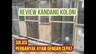 REVIEW KANDANG INDUKAN AYAM KAMPUNG KANDANG KOLONI [upl. by Naegem952]