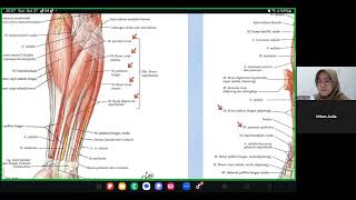 Musculus Regio Antebrachium Inervasi Anatomi dan Kinesiologi [upl. by Jeraldine]