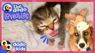 Mama Cat And Scared Dog Find The Sweetest Heroes ❤️  Loveables  Dodo Kids [upl. by Reeves]