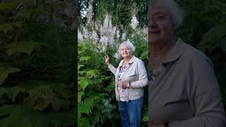 Gigantic fireweed at Terrace BC [upl. by Sanborne]