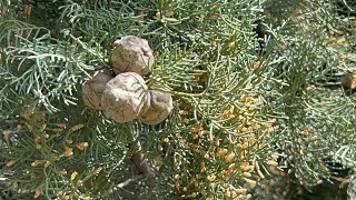 Cupressus sempervirensAkdeniz ServisiMediterranean cypress [upl. by Glynn427]