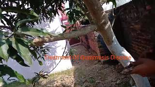 Treatment Of Gummosis in Mango Tree [upl. by Ellevel138]