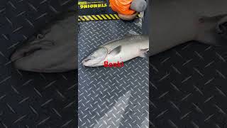 Fishing the Columbia river Astoria tongue point to buoy 10 pnw fishing cohofishing fish chinook [upl. by Blau995]