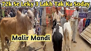 Malir Mandi Karachi Cattle Rates Update on 04June2024  Ajj Kay Soday  malirmandi [upl. by Ellenahs]