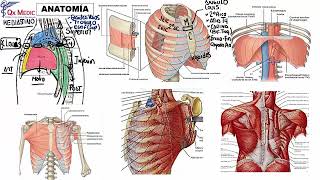 3 RM19 1V D A 1 QX TORAX Y CV ANATOMIA 1 [upl. by Nitsua]