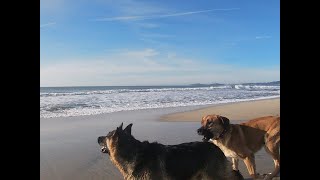 Rough House DOGS Anatolian Shepherd vs German Shepherd [upl. by Pen724]