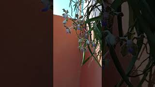 Vanda Tessellata orchid orchidflower flowers garden youtubeshorts indoorplantlover nature [upl. by Dambro131]