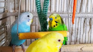 35 Hr Happy Parakeets Eating Singing Playing Budgies Chirping Reduce Stress of lonely Bird Videos [upl. by Carrissa]