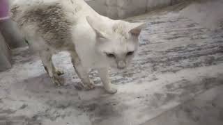 Male cat wants to mate with a cute female kitten😺 🐈catkittencatvideo smartcatampkittencatmating [upl. by Renrew]