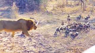 Male Lion Takes Out Wild Dog Pups [upl. by Bhayani615]