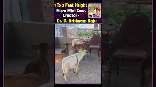 Mini cows Goshala video farming animals india youtube dance viral trending [upl. by Iridis]