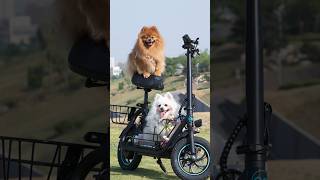 PetTravel Revolutionized Watch Nico Ride the Gyroor C1S 🐾🛴GyroorC1SGyroorC1SLifeHack [upl. by Sellihca]