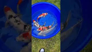 HQ 60cm Japanese Koi from Derbyshire Koi [upl. by Greenwell]