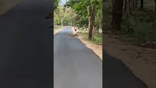 Bengal tigers run to chasing and playing around the foresttiger photography nature keepsupport [upl. by High]