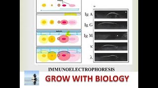 IMMUNOELECTROPHORESIS IN HINDI [upl. by Katherin265]