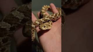 Adorable baby hognose snake hognosesnake hognose reptiles cuteanimals babysnake snakes cute [upl. by Tsan]