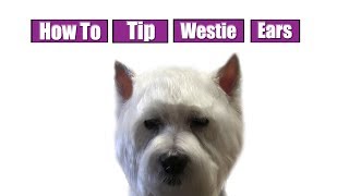 How To Tip Westie Ears [upl. by Tamiko]