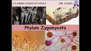 Phylum Zygomycota English and Urdu by DrZahid [upl. by Runck587]