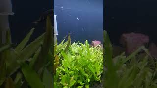 Hygrophila polysperma sunset [upl. by Einohpets]