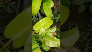 philodendron lemonvine beatutiful plants [upl. by Aleras]