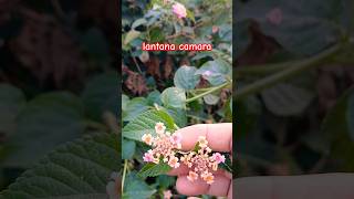 lantana camara plantlantana camara flowerShorts youtubshortsviralvideotrending Savita236 [upl. by Cordalia]