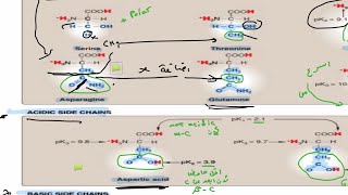 Biochemistry lec3 amino acids part one [upl. by Rana]