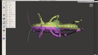 3D Printing Grasshopper in STL format [upl. by Otti]